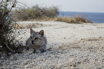 cat on the hot coast