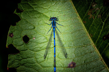 Blaue Libelle Wasserjungfer