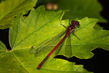 Rote Libelle 