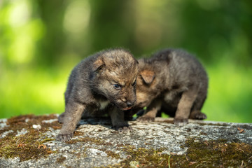 Two weeks old cubs of grey wolf