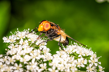Fliege Insekt