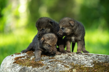 Two weeks old cubs of grey wolf