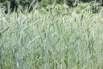 Natural Background: field of green ripening wheat.