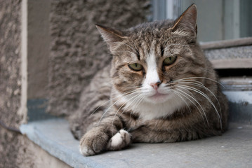 Beautiful cats on the city streets
