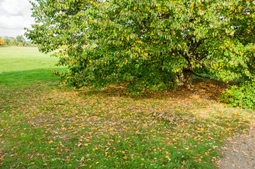 Fototapeta na wymiar Autumn leaves by a tree.