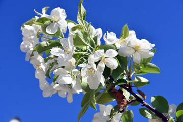 Blooming cherry tree, blue sky background.	