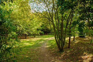 Autumn trees and leaves in the woods,