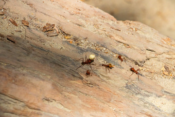 Ameisen am arbeiten in den Tropen Südamerikas