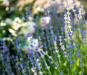 Beautiful lavender flower field in sunny day