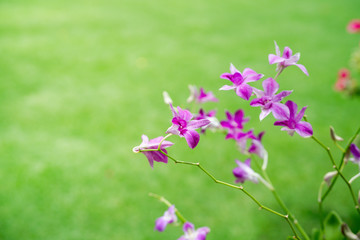 Closeup of the orchid in color There is a green grass background