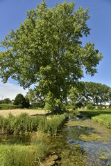 Fototapeta premium Rivière entourée de végétation sauvage derrière la pompe à eau au bourg de Fontaine au Périgord Vert