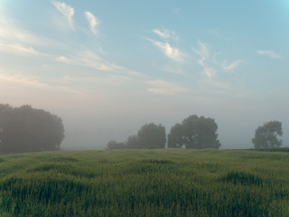 Obraz na płótnie Canvas fog at dawn over a field of farmland