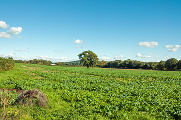 Food crops on a farm landscape in the summertime.