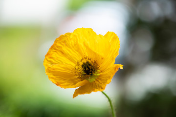 Bright yellow poppy.