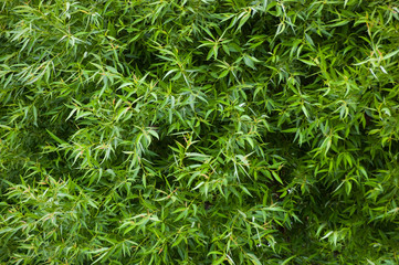 the background of green foliage willow