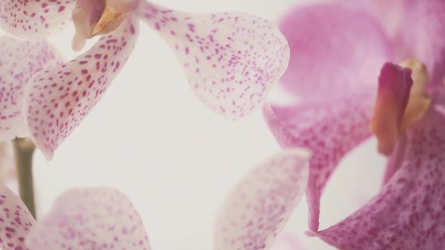 violet pink orchid in soft focus style for romantic, wedding, spa concept and floral concept background
