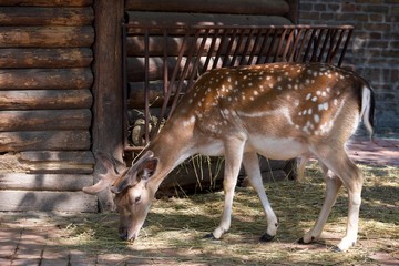 A young roe that eats cereals on a brick floor.