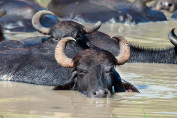 Buffalos taking a bath. Sri Lanka