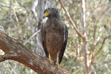 bird of prey
