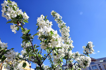 Blooming cherry tree, blue sky background.	