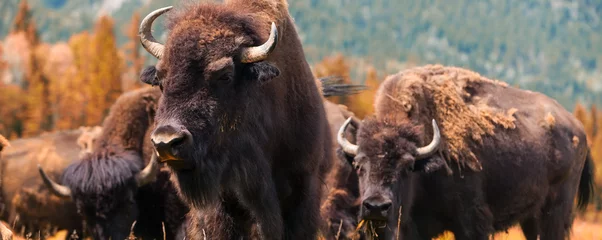 Rolgordijnen Amerikaanse bizon of buffel panorama webbanner © Darren Baker