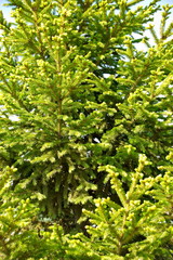 spruce branches green without the snow background