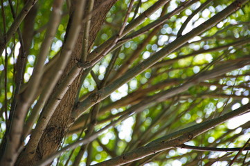willow branches summer sun background macro
