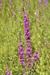 Tiges de lavande rose-violet dans l'un des champs en plein bois près du bourg de Champagne au Périgord Vert 