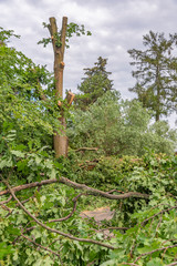 Fototapeta premium The remains of a fallen tree after a heavy thunderstorm in Berlin, Germany. The fire department has already sawn the branches to make the road passable again.
