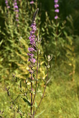 Tiges de lavande rose-violet dans l'un des champs en plein bois près du bourg de Champagne au Périgord Vert 