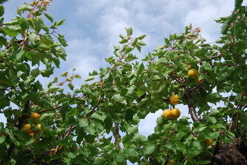 Apricot Tree with Apricot Fruit