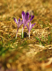 Purple spring three flower with green leaves and white stem and sun reflections in the meadow. Blooming crocus in grass a home garden.