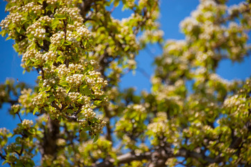Apple flowers on a branch in spring