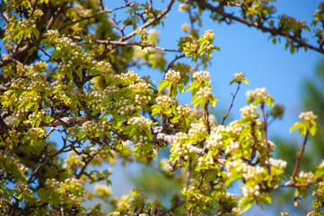 Apple flowers on a branch in spring