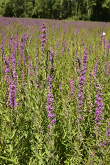 Fototapeta premium Champs d'une variété de lavande rose-violettes dans l'une des clairières au bois près du Bourg de Champagne au Périgord Vert