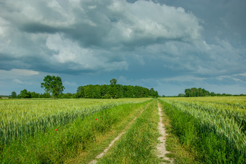 Fototapeta na wymiar Road through a green field, trees on the horizon and whirling storm clouds on the sky