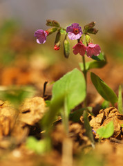 Pulmonaria officinalis, common lungwort, Mary's tears or Our Lady's milk drops. Purple flower of medical plant in grass on meadow near forest with green leaves and stem at sunset