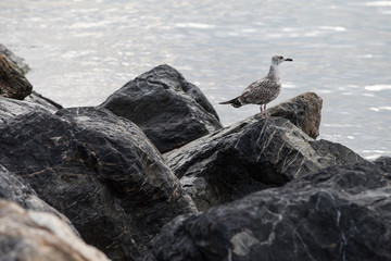 Seagull sitting on the rocks. Selective focus.