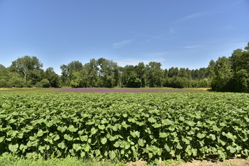 Le rose-violet d'un champs de lavande contrastant avec le vert de la plantation des tournesols en avant-plan et les bois derrière près du Bourg de Champagne au Périgord Vert
