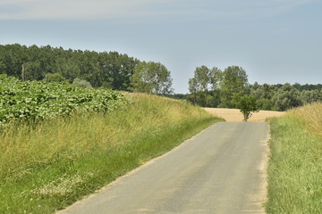 Route de campagne secondaire entre prairies et bois au P&eacute;rigord Vert