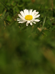 White flower common daisy herbaceous perennial of medical plant in grass on meadow near forest with green leaves and stem at sunset. Blooming spring flower Bellis perennis on garden