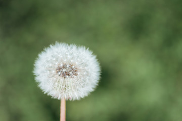 close up view of fluffy dandelion on blurred green background