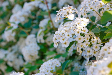 Spirea bush flowers. Background - white small flowers on a bush