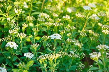 Spirea bush flowers. Background - white small flowers on a bush