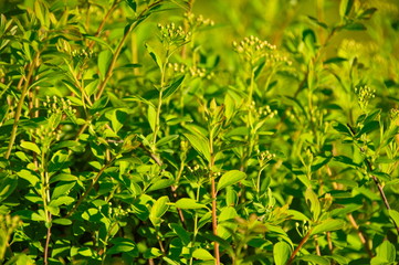 Spirea bush flowers. Background - white small flowers on a bush