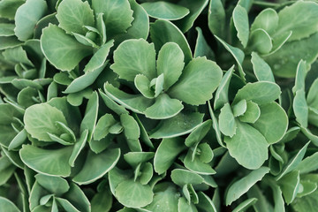 top view of bright green leaves, seamless background
