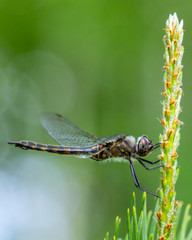 Dragon flies of spring gathering on pine tree close-up photography in nature
