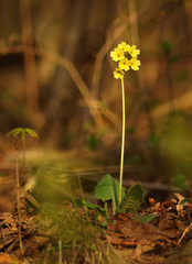 Yellow flower cowslip herbaceous perennial of medical plant in grass on meadow near forest with green leaves and stem at sunset. Blooming spring flower Primula veris on garden