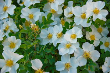 bushes white rose flowers and buds in the summer sun macro