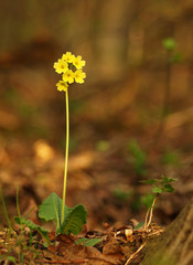 Yellow flower cowslip herbaceous perennial of medical plant in grass on meadow near forest with green leaves and stem at sunset. Blooming spring flower Primula veris on garden